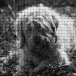 черно-белая собака